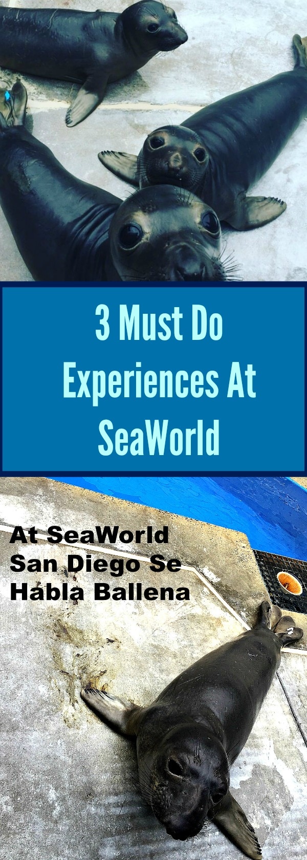 3 must do experiences at SeaWorld