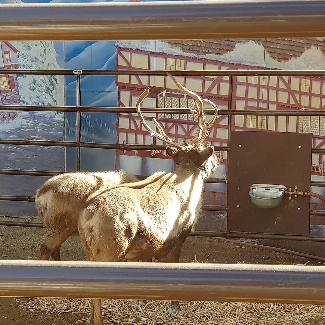 Reindeer Romp 2018 at LA Zoo