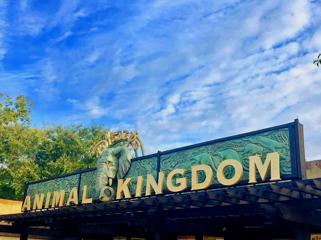 Best Rides At Disney Animal Kingdom