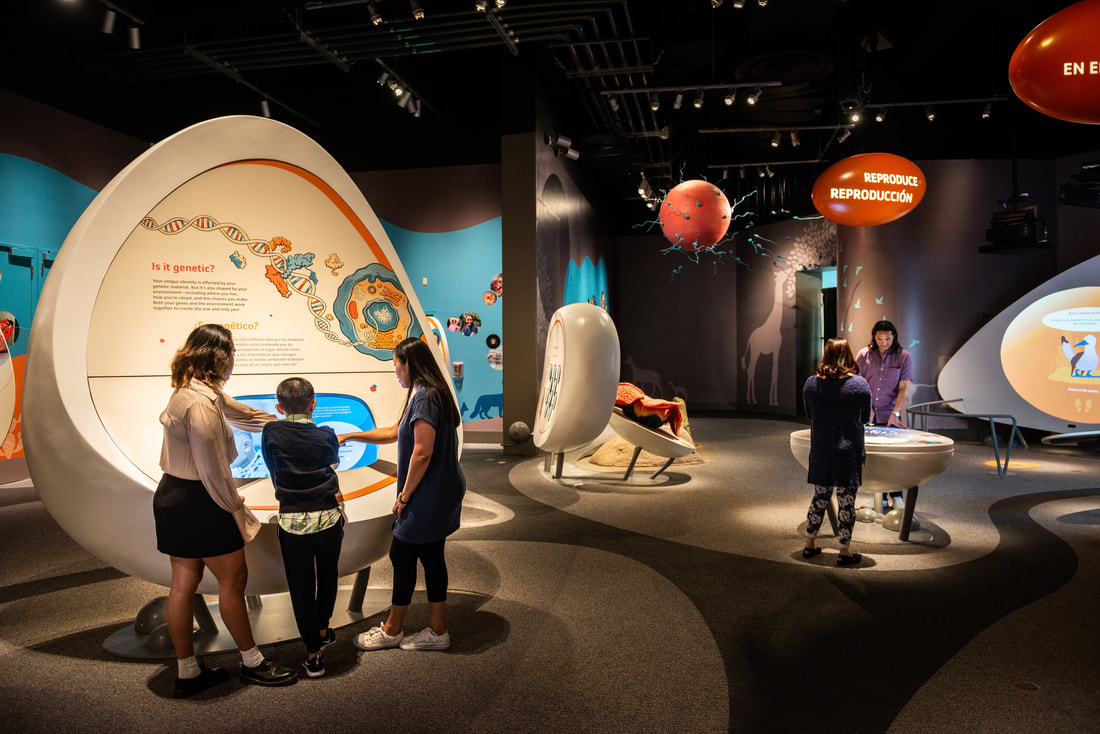 Life Beginnings at the California Science Center  Opens June 18th
