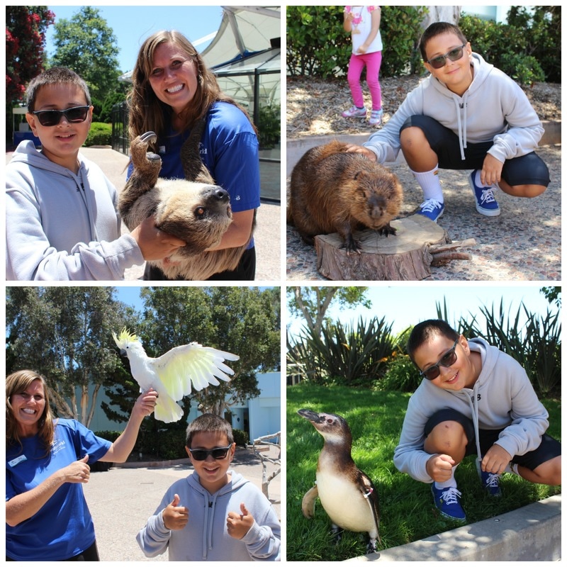 Animal Ambassadors SeaWorld San Diego