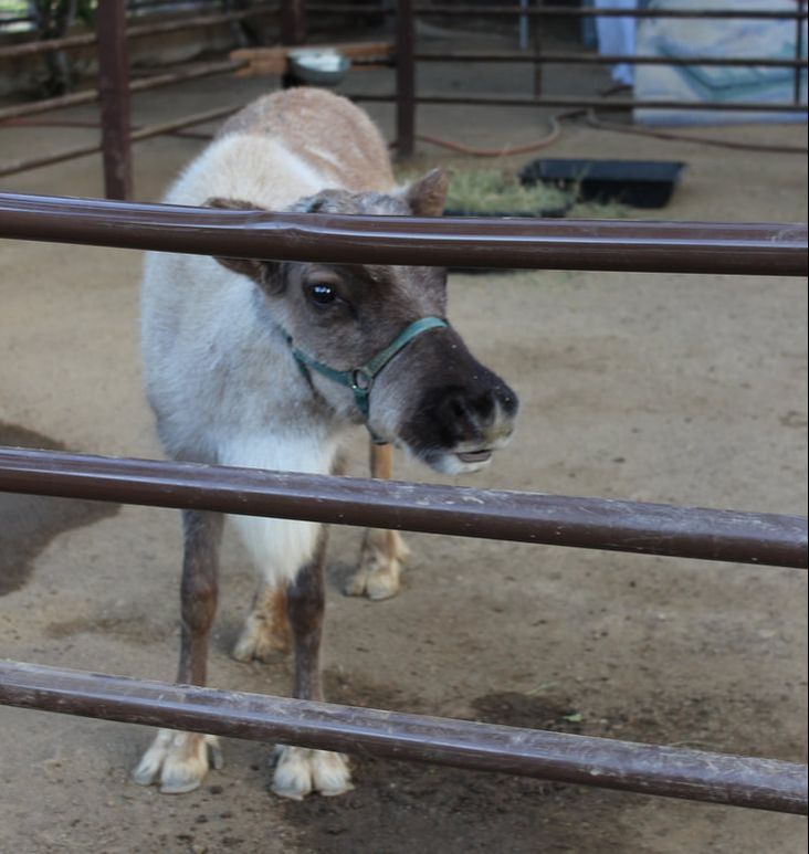 Los Angeles Zoo's Reindeer Romp Holiday Celebration