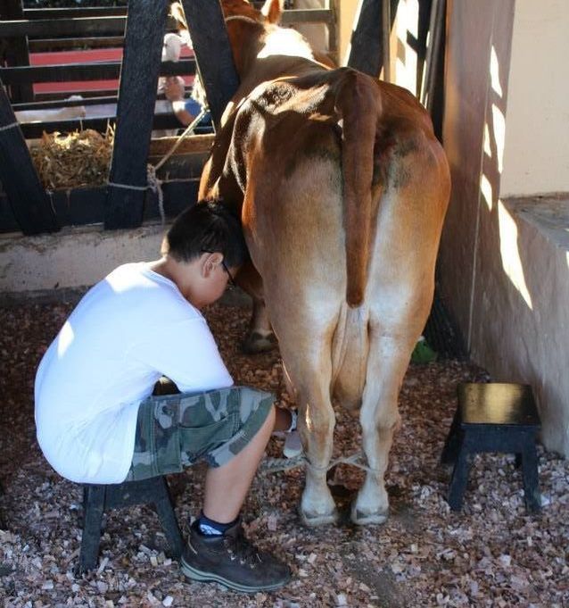 Milk a cow at Panaca