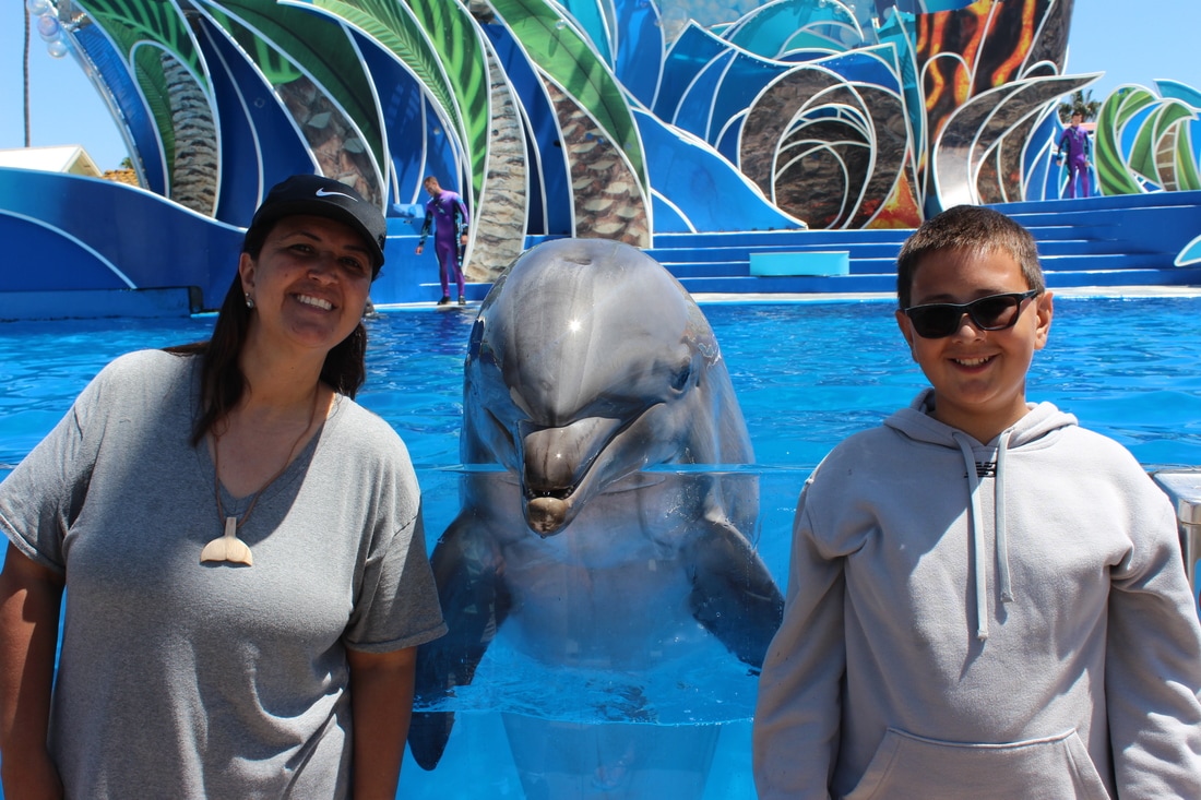 Dolphin Interaction SeaWorld San Diego