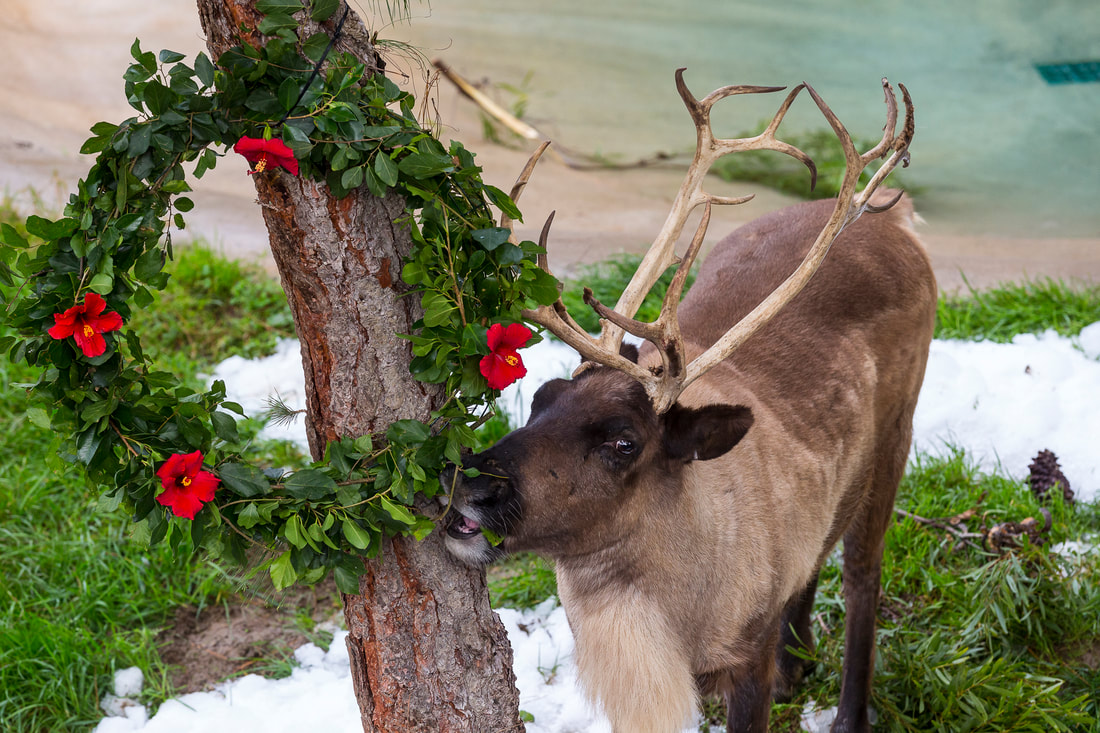 Celebrate the holidays at San Diego Zoo