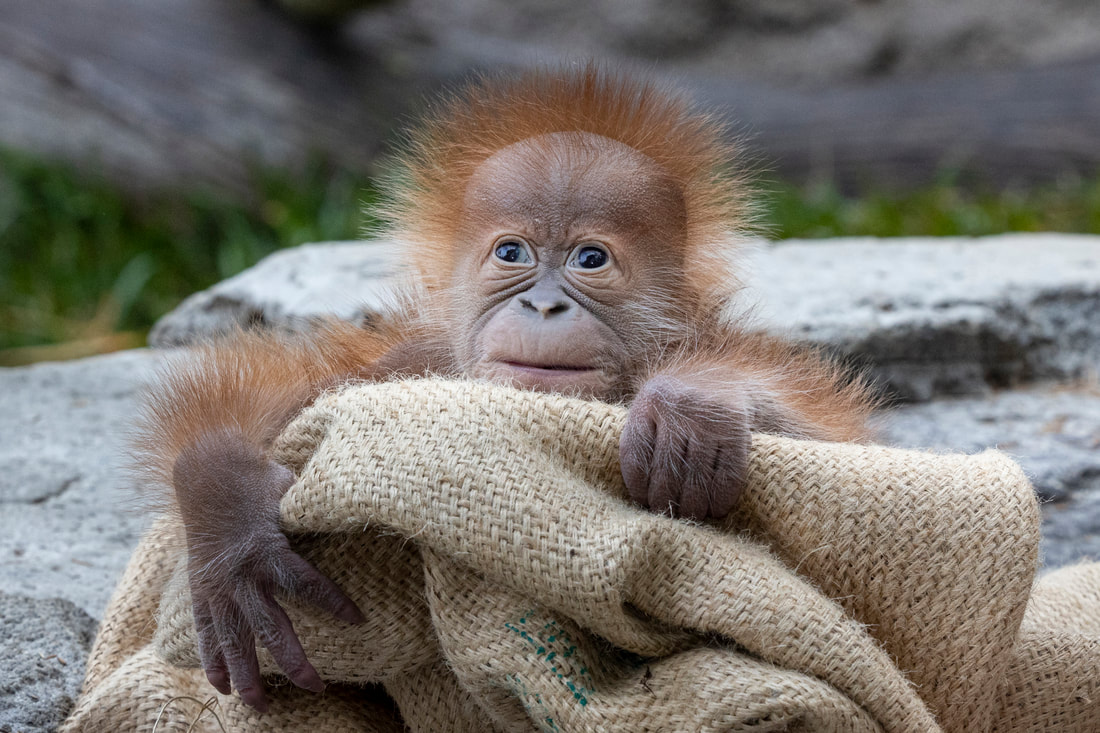 San Diego Zoo Celebrates the Birth of a Critically Endangered Sumatran Orangutan Infant