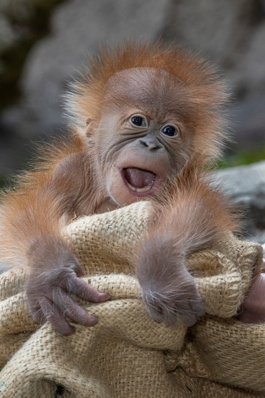 San Diego Zoo Celebrates the Birth of a Critically Endangered Sumatran Orangutan Infant